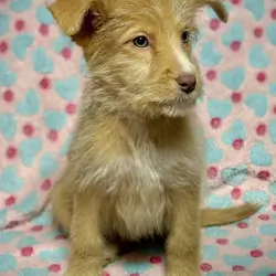 3 Sweet Doodle-Mix Puppies Ready for Loving Homes