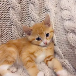 Beautiful and friendly kittens