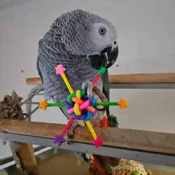 African Grey