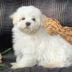Female Maltese Puppy