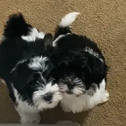 🐾 Meet Our Two Little Princes Looking for Their F
