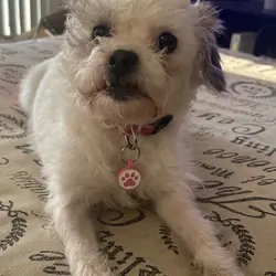 Shih tzu mix