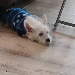 SELLING A 3 MO MALE WESTIE PUPPY