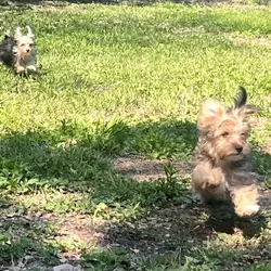 Morkie puppies