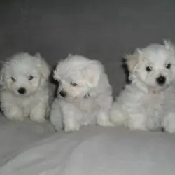 Gorgeous Male & Female Maltese Puppy