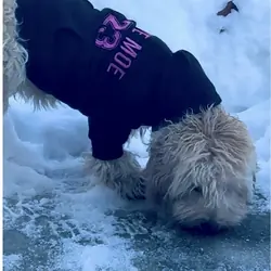 Minnie golden doodle