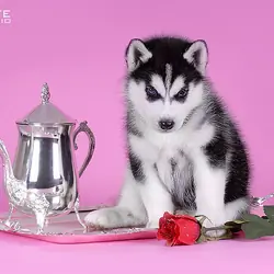 Classic Siberian Husky Puppies For Sale