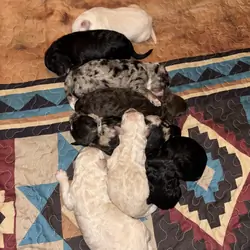Family Raised Aussiedoodle puppies