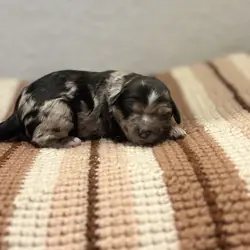 Doodle Puppies! 🐾🐶