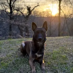 Dog