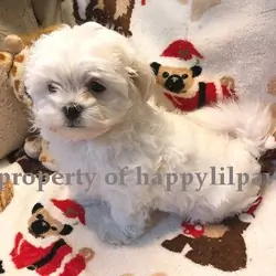 AKC Maltese Puppies