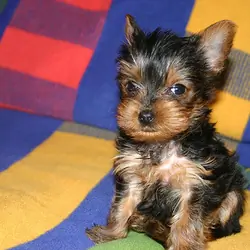 Cute Yorkie Puppies For Sale now