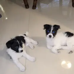 Chipoo puppy looking for a home