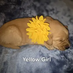 Golden Retriever Puppies - Girls