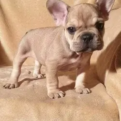 French bulldog