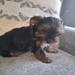 Yorkshire Terrier puppy
