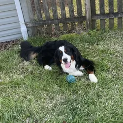 Bernese Mountain Dog