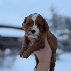 A cute Cockapoo girl with intelligent eyes