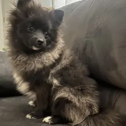 Pomeranian Puppies