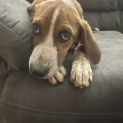 Mixed Hound Pup