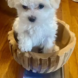 Maltese puppies
