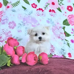 Precious Purebred Maltese Puppy