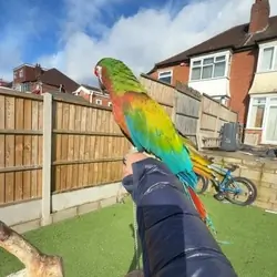 Shamrock Macaw – Rare, Striking & Elite Companion