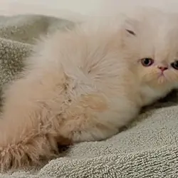 Persian Female Kitten