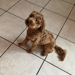 Mini Golden Doodle