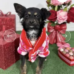 Chihuahua available