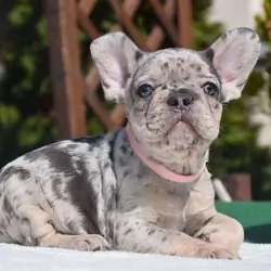 Frenchies