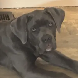 Cane corso ( 1 of a kind)