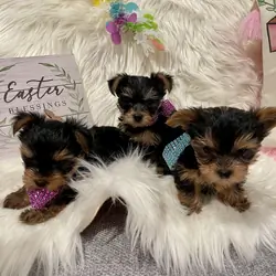 Purebred Yorkshire Terriers