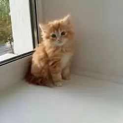 Cute Male Munchkin Kittens Ready Now.