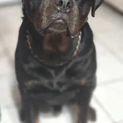 Akc Rottweiler Stud