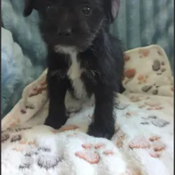 Puppy