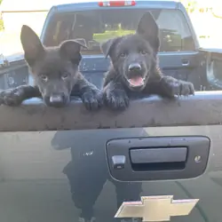 German Shepherd Puppies
