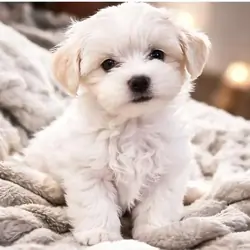 playful male maltese