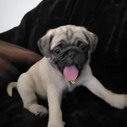Pug puppies