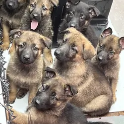 AKC German Shepherd Puppies