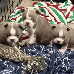 Boston Terrier Puppies