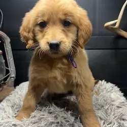 AKC Golden Retrievers