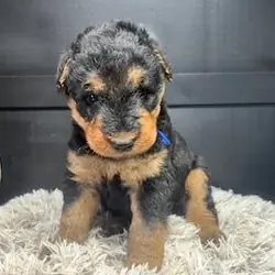 AKC Airedale Terrier puppies