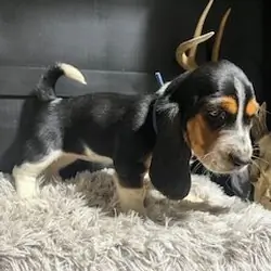 AKC Basset Hound puppies