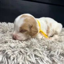 AKC Brittany spaniel puppies
