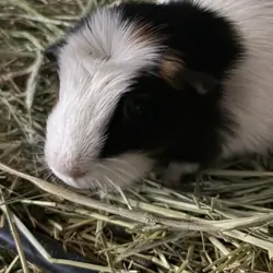 Guinea pigs