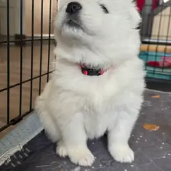 Healthy samoyed puppies for sale