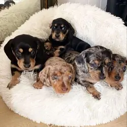Adorable 11-Week Dapple Dachshund Puppies!!!
