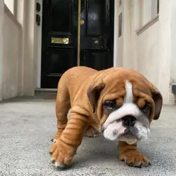 English Bulldog puppies available