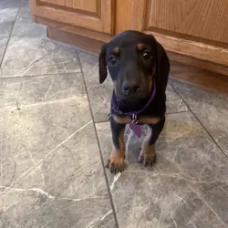 Doberman pup male  looking for good home